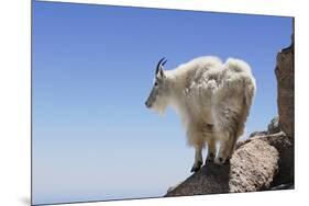 Mountain Goat On A High Mountain Ledge-Blueiris-Mounted Photographic Print