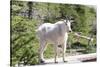 Mountain Goat on Hidden Lake Trail Boardwalk, Glacier, Montana, USA-Trish Drury-Stretched Canvas