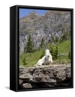 Mountain Goat on Rock, Logan Pass, Glacier National Park, Montana, USA-Jamie & Judy Wild-Framed Stretched Canvas
