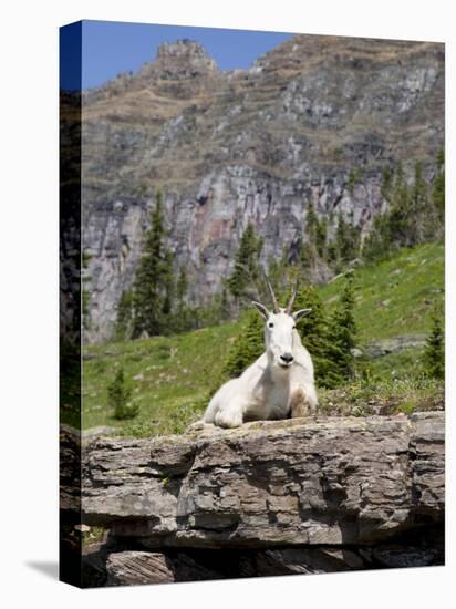 Mountain Goat on Rock, Logan Pass, Glacier National Park, Montana, USA-Jamie & Judy Wild-Stretched Canvas