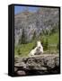 Mountain Goat on Rock, Logan Pass, Glacier National Park, Montana, USA-Jamie & Judy Wild-Framed Stretched Canvas