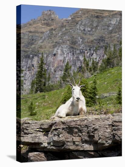 Mountain Goat on Rock, Logan Pass, Glacier National Park, Montana, USA-Jamie & Judy Wild-Stretched Canvas