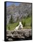 Mountain Goat on Rock, Logan Pass, Glacier National Park, Montana, USA-Jamie & Judy Wild-Framed Stretched Canvas