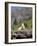 Mountain Goat on Rock, Logan Pass, Glacier National Park, Montana, USA-Jamie & Judy Wild-Framed Photographic Print