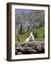 Mountain Goat on Rock, Logan Pass, Glacier National Park, Montana, USA-Jamie & Judy Wild-Framed Photographic Print