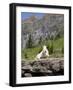 Mountain Goat on Rock, Logan Pass, Glacier National Park, Montana, USA-Jamie & Judy Wild-Framed Photographic Print