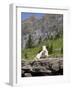 Mountain Goat on Rock, Logan Pass, Glacier National Park, Montana, USA-Jamie & Judy Wild-Framed Photographic Print