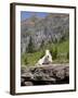 Mountain Goat on Rock, Logan Pass, Glacier National Park, Montana, USA-Jamie & Judy Wild-Framed Photographic Print