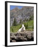 Mountain Goat on Rock, Logan Pass, Glacier National Park, Montana, USA-Jamie & Judy Wild-Framed Photographic Print