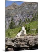 Mountain Goat on Rock, Logan Pass, Glacier National Park, Montana, USA-Jamie & Judy Wild-Mounted Photographic Print