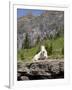 Mountain Goat on Rock, Logan Pass, Glacier National Park, Montana, USA-Jamie & Judy Wild-Framed Photographic Print