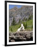 Mountain Goat on Rock, Logan Pass, Glacier National Park, Montana, USA-Jamie & Judy Wild-Framed Photographic Print