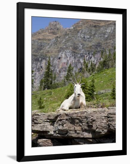 Mountain Goat on Rock, Logan Pass, Glacier National Park, Montana, USA-Jamie & Judy Wild-Framed Photographic Print