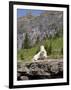 Mountain Goat on Rock, Logan Pass, Glacier National Park, Montana, USA-Jamie & Judy Wild-Framed Photographic Print