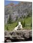Mountain Goat on Rock, Logan Pass, Glacier National Park, Montana, USA-Jamie & Judy Wild-Mounted Photographic Print
