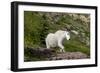 Mountain Goat on the hillside. Glacier National Park. Montana. Usa.-Tom Norring-Framed Photographic Print