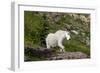 Mountain Goat on the hillside. Glacier National Park. Montana. Usa.-Tom Norring-Framed Photographic Print