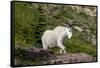 Mountain Goat on the hillside. Glacier National Park. Montana. Usa.-Tom Norring-Framed Stretched Canvas