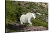 Mountain Goat on the hillside. Glacier National Park. Montana. Usa.-Tom Norring-Stretched Canvas