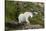 Mountain Goat on the hillside. Glacier National Park. Montana. Usa.-Tom Norring-Stretched Canvas