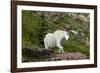 Mountain Goat on the hillside. Glacier National Park. Montana. Usa.-Tom Norring-Framed Photographic Print