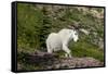 Mountain Goat on the hillside. Glacier National Park. Montana. Usa.-Tom Norring-Framed Stretched Canvas