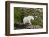 Mountain Goat on the hillside. Glacier National Park. Montana. Usa.-Tom Norring-Framed Photographic Print