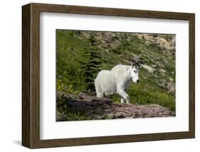 Mountain Goat on the hillside. Glacier National Park. Montana. Usa.-Tom Norring-Framed Photographic Print