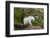 Mountain Goat on the hillside. Glacier National Park. Montana. Usa.-Tom Norring-Framed Premium Photographic Print