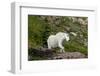 Mountain Goat on the hillside. Glacier National Park. Montana. Usa.-Tom Norring-Framed Premium Photographic Print