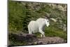 Mountain Goat on the hillside. Glacier National Park. Montana. Usa.-Tom Norring-Mounted Premium Photographic Print
