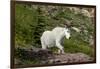 Mountain Goat on the hillside. Glacier National Park. Montana. Usa.-Tom Norring-Framed Premium Photographic Print