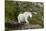 Mountain Goat on the hillside. Glacier National Park. Montana. Usa.-Tom Norring-Mounted Premium Photographic Print