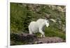 Mountain Goat on the hillside. Glacier National Park. Montana. Usa.-Tom Norring-Framed Photographic Print