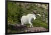 Mountain Goat on the hillside. Glacier National Park. Montana. Usa.-Tom Norring-Framed Photographic Print