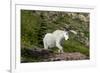 Mountain Goat on the hillside. Glacier National Park. Montana. Usa.-Tom Norring-Framed Photographic Print