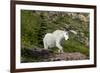 Mountain Goat on the hillside. Glacier National Park. Montana. Usa.-Tom Norring-Framed Photographic Print