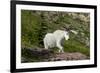 Mountain Goat on the hillside. Glacier National Park. Montana. Usa.-Tom Norring-Framed Photographic Print