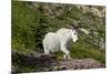 Mountain Goat on the hillside. Glacier National Park. Montana. Usa.-Tom Norring-Mounted Photographic Print