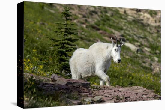 Mountain Goat on the hillside. Glacier National Park. Montana. Usa.-Tom Norring-Stretched Canvas