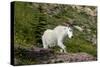 Mountain Goat on the hillside. Glacier National Park. Montana. Usa.-Tom Norring-Stretched Canvas