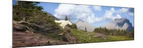 Mountain Goat on the Hillside. Glacier National Park, Montana, USA.-Tom Norring-Mounted Photographic Print