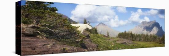 Mountain Goat on the Hillside. Glacier National Park, Montana, USA.-Tom Norring-Stretched Canvas