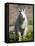 Mountain Goat (Oreamnos Americanus), Glacier National Park, Montana, USA-James Hager-Framed Stretched Canvas