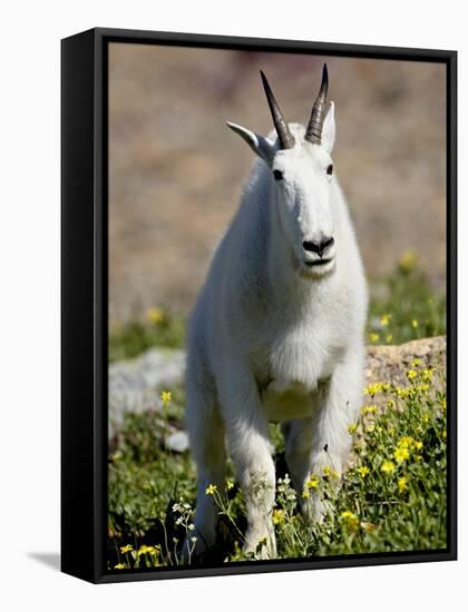 Mountain Goat (Oreamnos Americanus), Glacier National Park, Montana, USA-James Hager-Framed Stretched Canvas