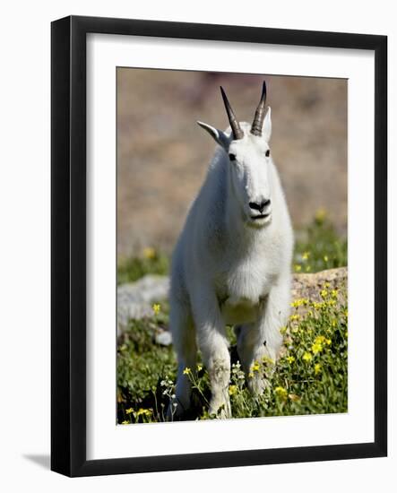 Mountain Goat (Oreamnos Americanus), Glacier National Park, Montana, USA-James Hager-Framed Photographic Print