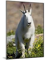 Mountain Goat (Oreamnos Americanus), Glacier National Park, Montana, USA-James Hager-Mounted Photographic Print