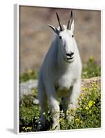 Mountain Goat (Oreamnos Americanus), Glacier National Park, Montana, USA-James Hager-Framed Photographic Print