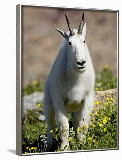 Mountain Goat (Oreamnos Americanus), Glacier National Park, Montana, USA-James Hager-Framed Photographic Print