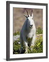 Mountain Goat (Oreamnos Americanus), Glacier National Park, Montana, USA-James Hager-Framed Photographic Print